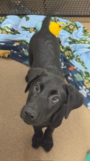 Photo of Paisely, adoptable Labrador Retriever in Fort Wayne, Indiana