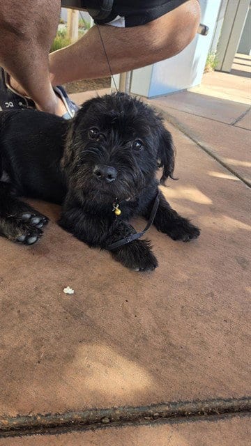 Photo of A1415190, adoptable Scottish Terrier Scottie in San Jose, California