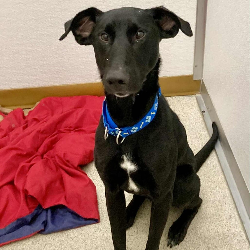 Photo of Gonzo, adoptable Mixed Breed (Large) in Ballston Spa, New York