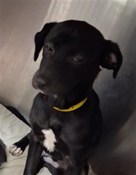 Photo of Rocky, adoptable Chihuahua in Los Angeles, California