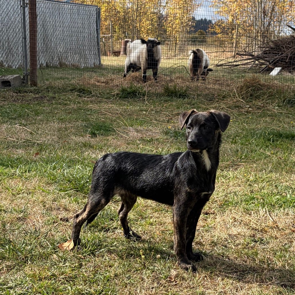 Photo of Elvis, adoptable Terrier, Pit Bull / Mixed Breed (Medium) in Newberg, Oregon