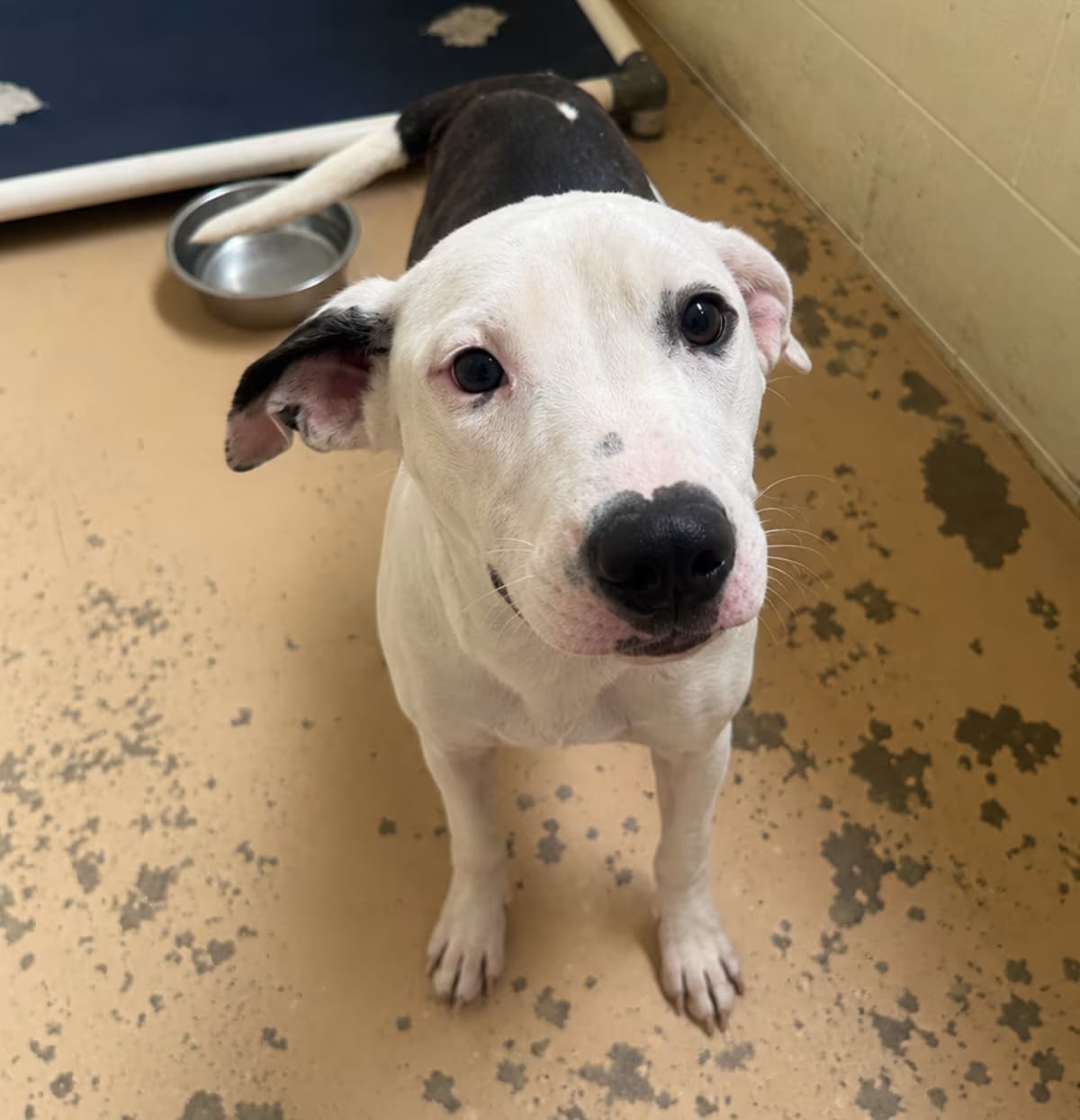 Photo of Martini, adoptable American Pit Bull Terrier/Mixed Breed (Medium) in Tuscaloosa, Alabama