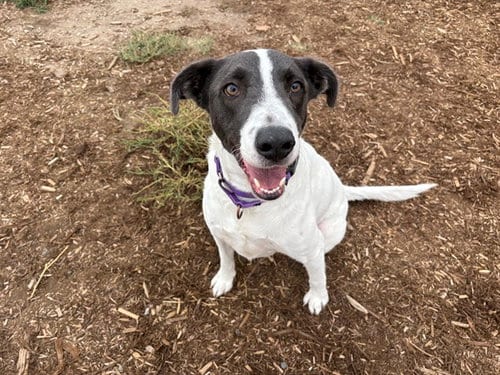 Photo of Marty, adoptable English Pointer in Denver, Colorado