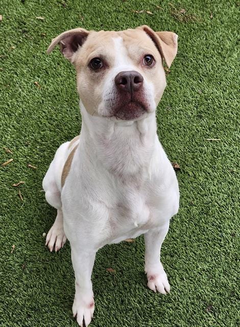 Photo of Julius, adoptable Boxer in Newton, North Carolina