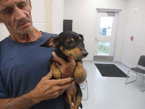 Photo of A391908, adoptable Chihuahua in Ocala, Florida