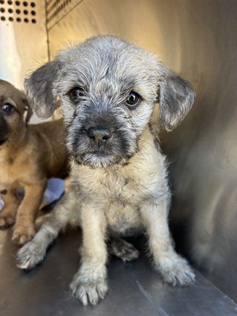Photo of Hefty, adoptable Border Terrier in Phoenix, Arizona