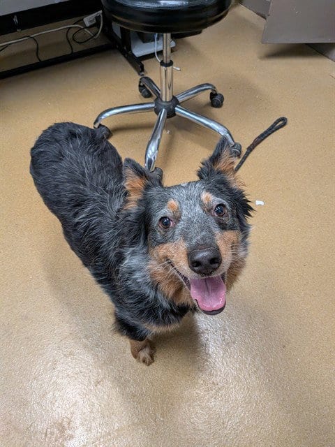 Photo of Kit, adoptable Australian Cattle Dog/Blue Heeler in St Peters, Missouri