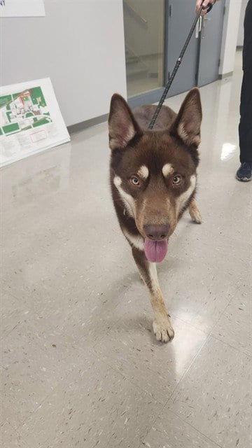 Photo of Tacoma, adoptable Siberian Husky in Belleville, Illinois