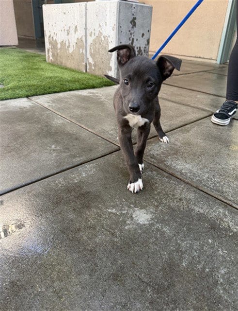 Photo of Dahlia, adoptable Pit Bull Terrier in San Jose, California
