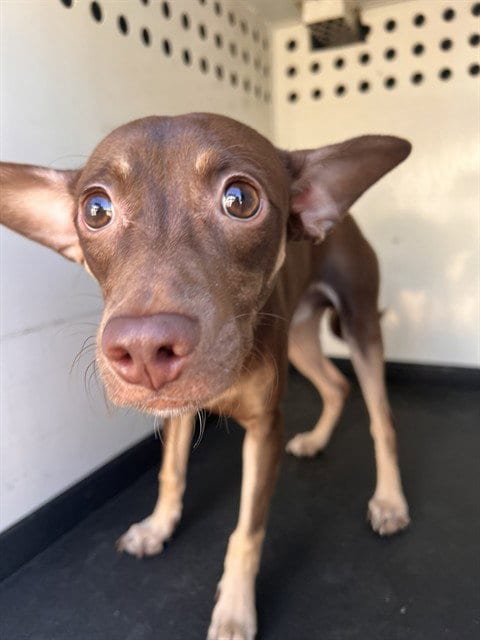Photo of A171454, adoptable Chihuahua in Bakersfield, California
