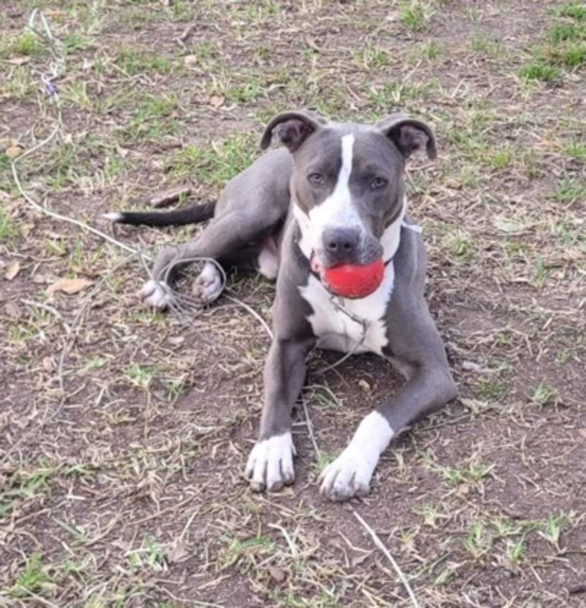 Photo of Tony, adoptable American Pit Bull Terrier in Colorado Springs, Colorado