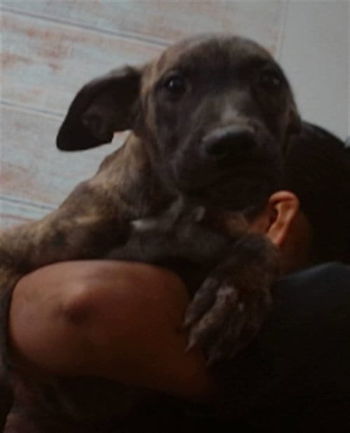Photo of Mickey, adoptable Pit Bull Terrier in San Bernardino, California