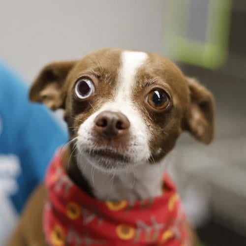 Photo of Houdini, adoptable Chihuahua in San Antonio, Texas