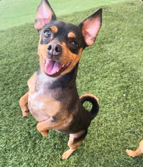 Photo of Uno, adoptable Chihuahua in Phoenix, Arizona