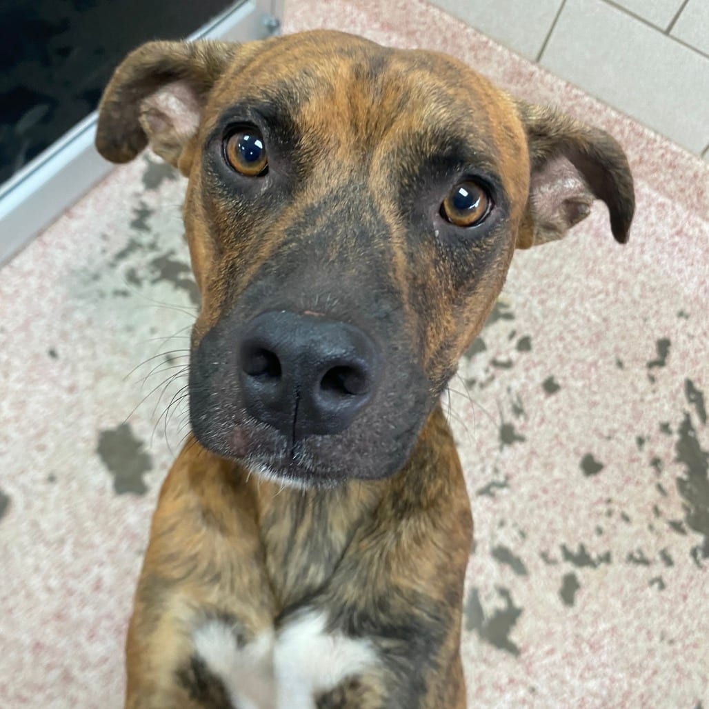 Photo of Cilantro, adoptable Mixed Breed (Medium) in Houston, Texas