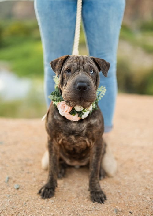 Photo of Dumpling, adoptable Chinese Shar-Pei in Tucson, Arizona