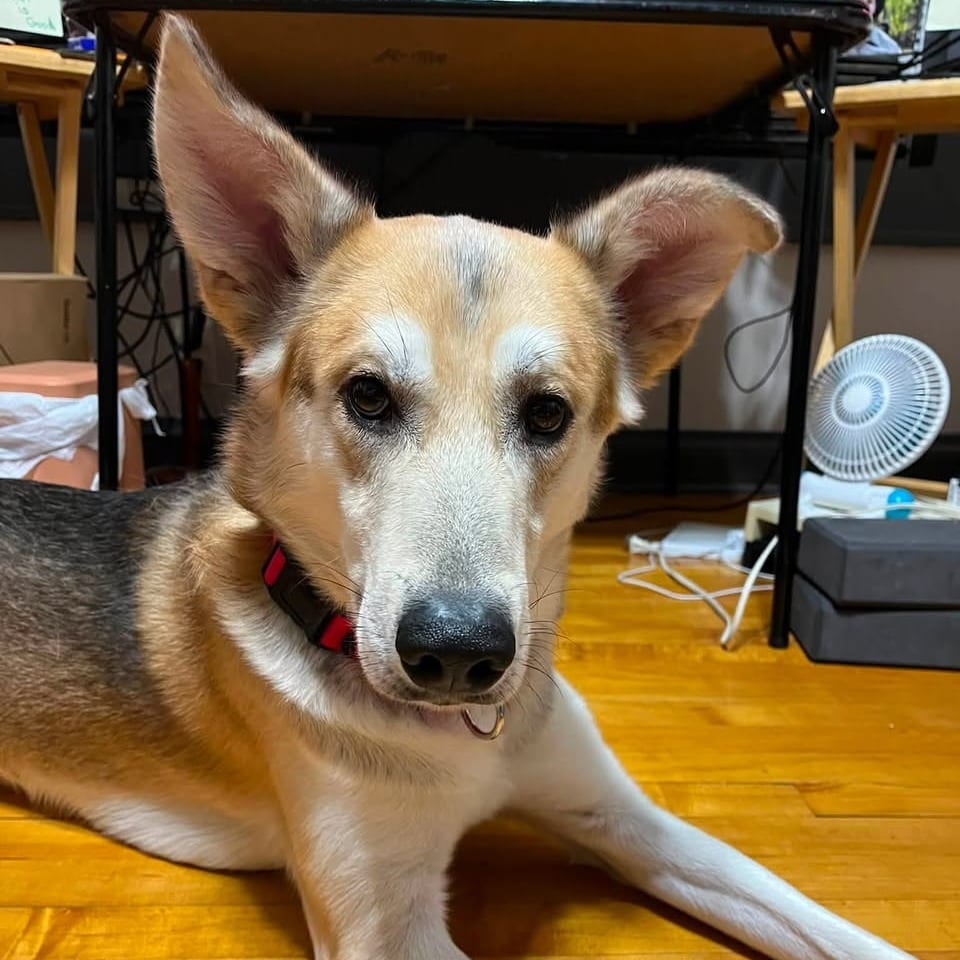 Photo of Karma D11925, adoptable Shepherd, German / Husky in Princeton area, Minnesota