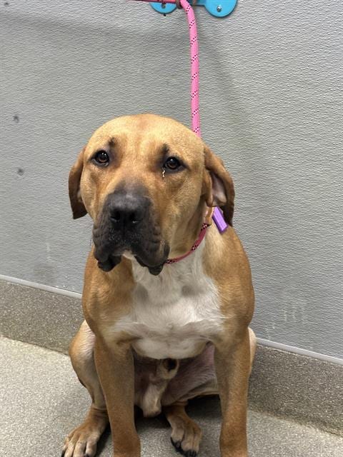 Photo of Lazy, adoptable Bullmastiff in Las Vegas, Nevada