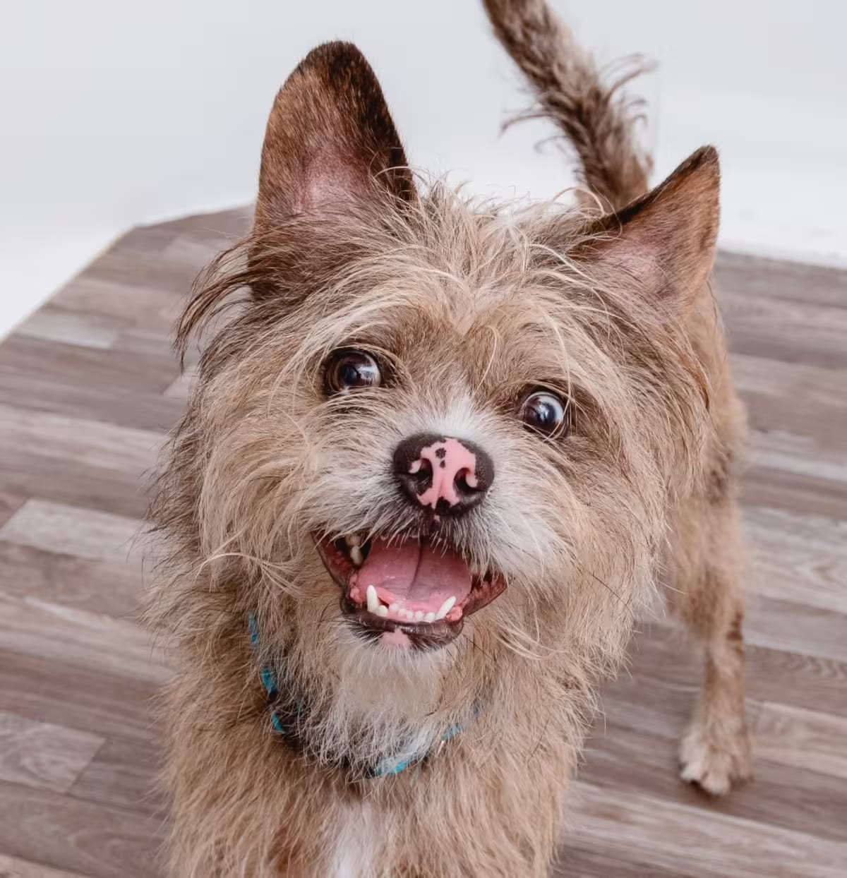 Photo of Mushie, adoptable Terrier (Unknown Type, Medium)/Mixed Breed (Medium) in Los Angeles, California