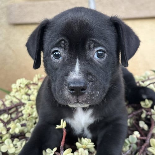 Photo of Justice Pup - Witness, adoptable Labrador Retriever in San Diego, California