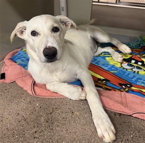 Photo of Patty Pat, adoptable German Shepherd Dog in Phoenix, Arizona
