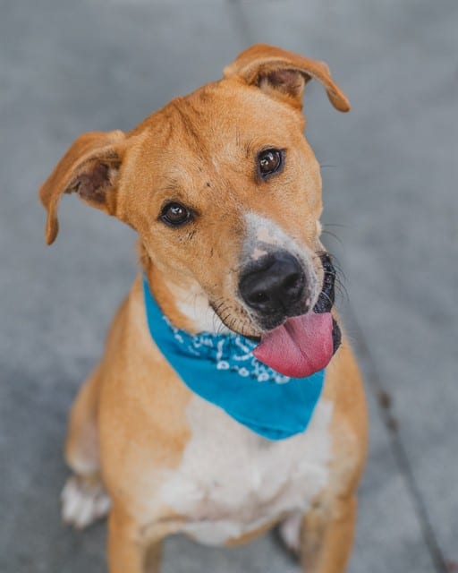 Photo of Flash, adoptable Terrier mix in Miami, Florida