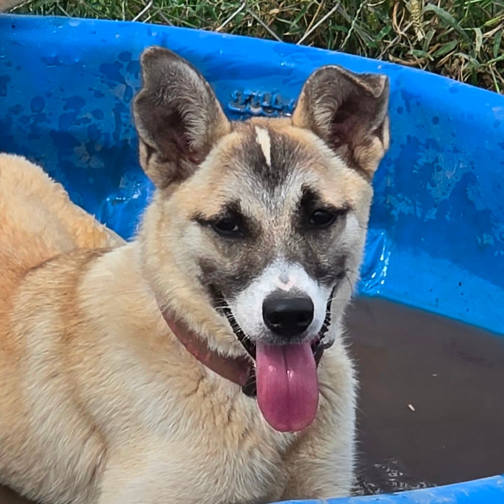 Photo of Lainey, adoptable Husky / Mixed Breed (Medium) in Grinnell, Iowa