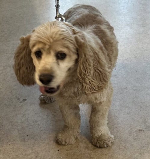 Photo of Boomer, adoptable Cocker Spaniel in San Pedro, California