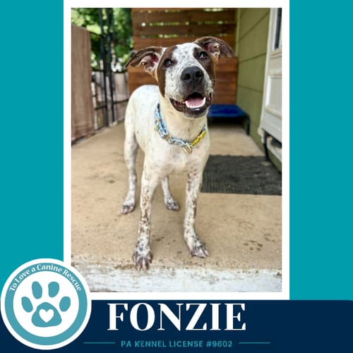 Photo of Fonzie (Speckled Six) 091226, adoptable Pointer in Kimberton, Pennsylvania