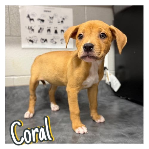 Photo of Coral, adoptable American Staffordshire Terrier in Pierceton, Indiana