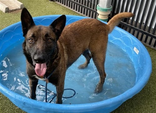 Photo of Gator, adoptable Belgian Shepherd Malinois in Waco, Texas