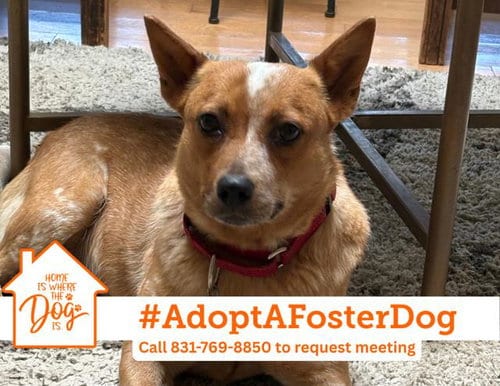Photo of Biscoff, adoptable Queensland Heeler in Salinas, California