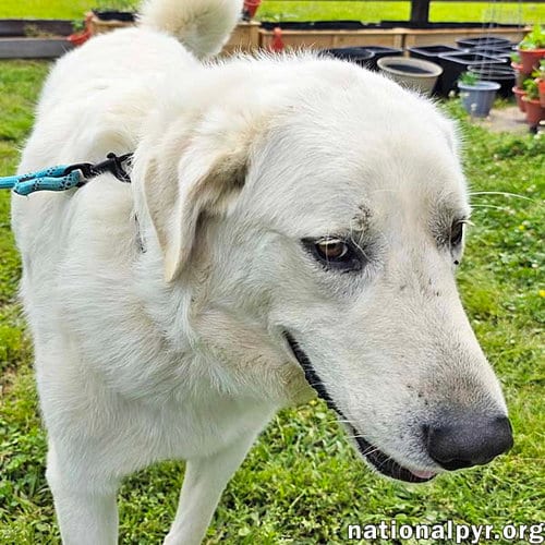Photo of Bentley in LA - Curliest Tail Award Winner, adoptable Great Pyrenees in Beacon, New York