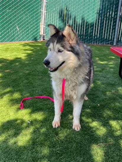Photo of Sadie, adoptable Siberian Husky in San Bernardino, California