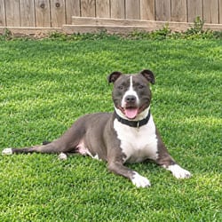 Photo of Rio SM, adoptable American Pit Bull Terrier in Hartford, Connecticut