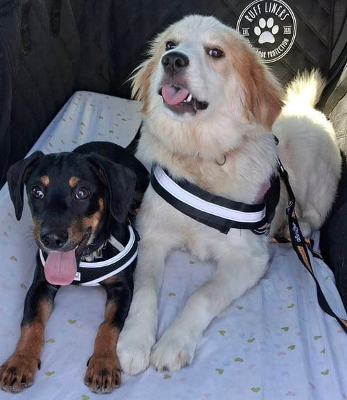Photo of Ziggy, adoptable Dachshund in Walnutport, Pennsylvania