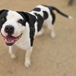 Photo of Domino, adoptable American Pit Bull Terrier in California City, California