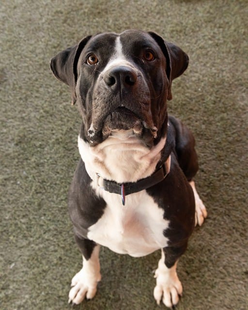 Photo of Panda, adoptable Mastiff mix in Miami, Florida