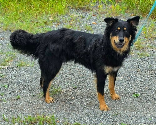 Photo of Max, adoptable English Shepherd in Anchorage, Alaska