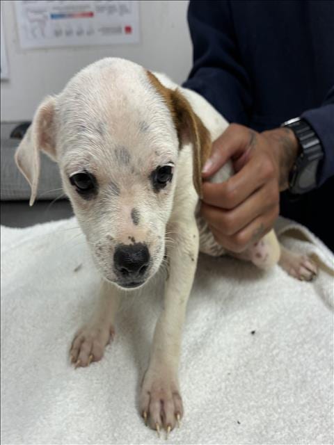 Photo of Peach, adoptable Chihuahua in Los Angeles, California