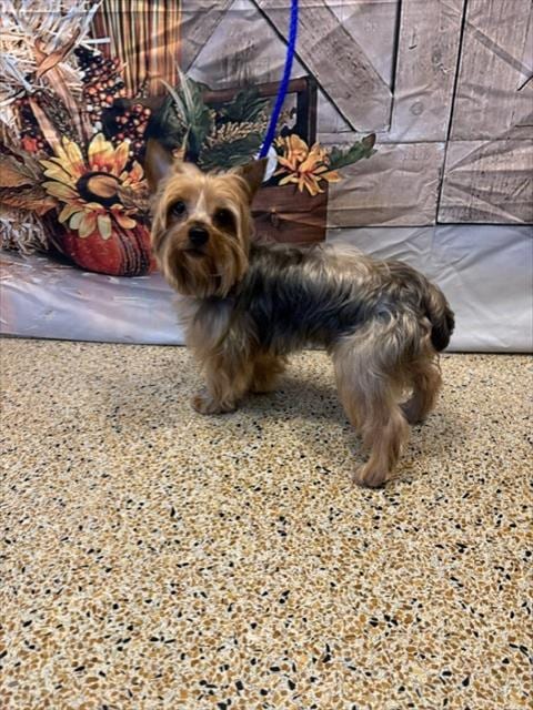 Photo of Caramelo, adoptable Yorkshire Terrier Yorkie in Miami, Florida
