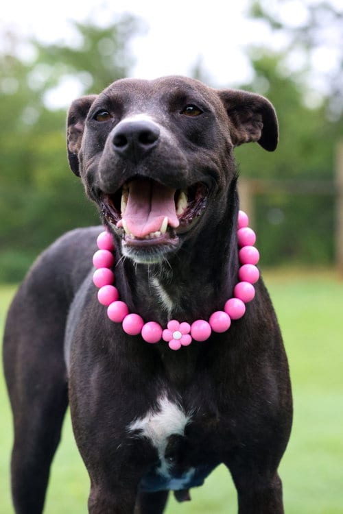 Photo of Valerie, adoptable Terrier in Greenville, South Carolina