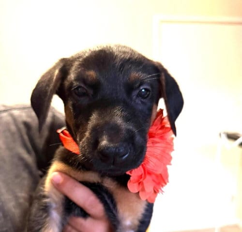 Photo of New Light Litter Zenith Orange- Located in CA, adoptable Belgian Shepherd Malinois in Imlay City, Michigan
