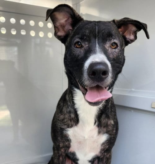 Photo of Zoey, adoptable American Staffordshire Terrier in Los Angeles, California