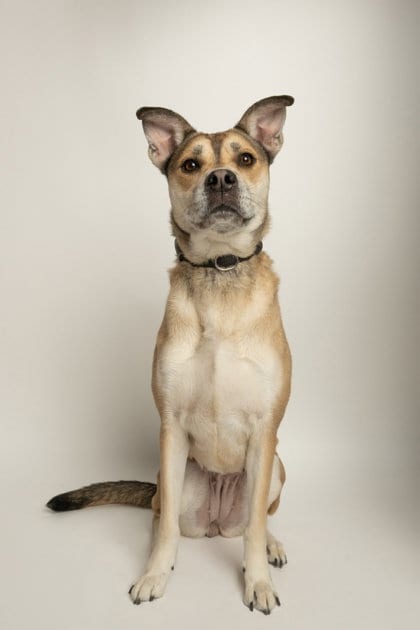 Photo of Harley, adoptable Unknown breed (short coat) in Rowlett, Texas