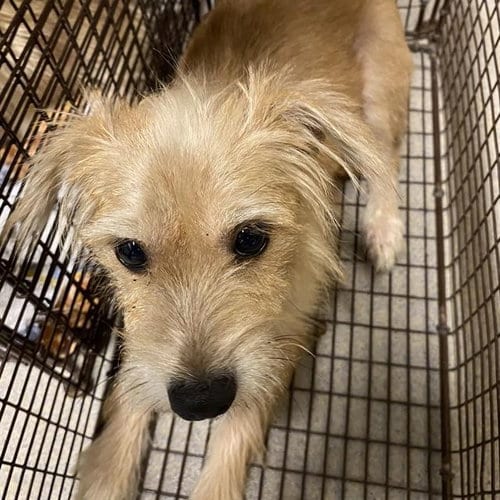 Photo of A614803, adoptable Norfolk Terrier in Modesto, California