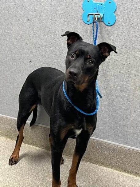 Photo of Sonar, adoptable Rottweiler in Las Vegas, Nevada