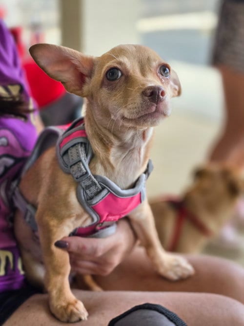 Photo of Tory, adoptable Chihuahua in Morganville, New Jersey