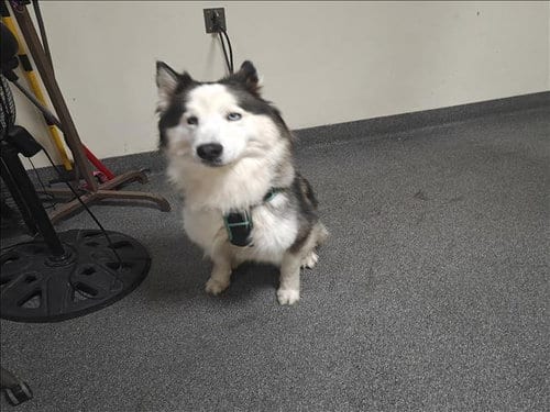 Photo of PO, adoptable Siberian Husky in Los Angeles, California