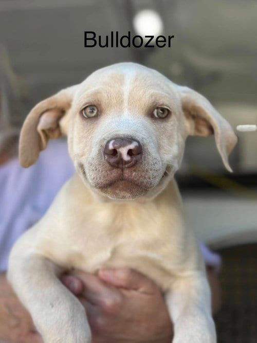 Photo of Bulldozer (Seven Wonders 2026), adoptable Pit Bull Terrier in Wenonah, New Jersey